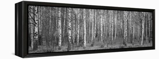 Silver birch trees in a forest, Narke, Sweden-Panoramic Images-Framed Premier Image Canvas