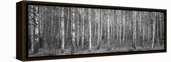 Silver birch trees in a forest, Narke, Sweden-Panoramic Images-Framed Premier Image Canvas