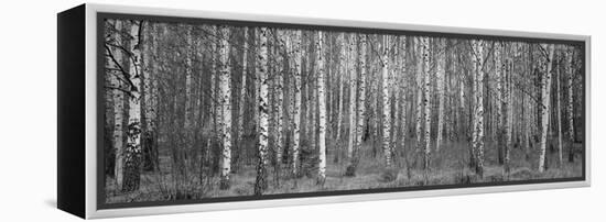 Silver birch trees in a forest, Narke, Sweden-Panoramic Images-Framed Premier Image Canvas