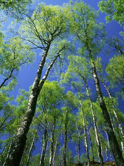 Silver Birch Trees In Early Spring Scotland Uk Photographic Print Mark Hamblin Art Com Silver Birch Trees In Early Spring Scotland Uk Photographic Print Mark Hamblin Art Com