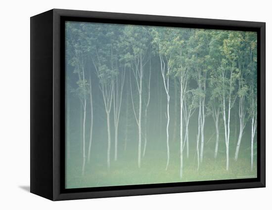 Silver Birch Trees Near Contin, Highlands Region, Scotland, UK, Europe-Neale Clarke-Framed Premier Image Canvas