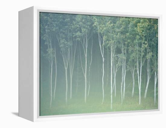 Silver Birch Trees Near Contin, Highlands Region, Scotland, UK, Europe-Neale Clarke-Framed Premier Image Canvas