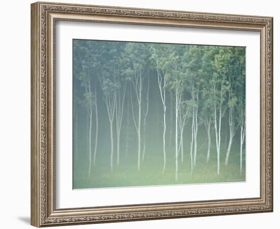 Silver Birch Trees Near Contin, Highlands Region, Scotland, UK, Europe-Neale Clarke-Framed Photographic Print