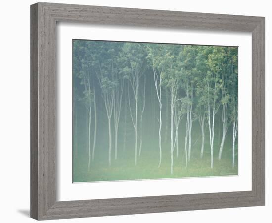 Silver Birch Trees Near Contin, Highlands Region, Scotland, UK, Europe-Neale Clarke-Framed Photographic Print