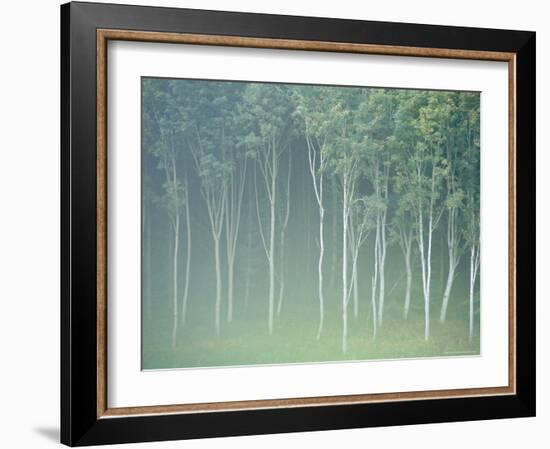 Silver Birch Trees Near Contin, Highlands Region, Scotland, UK, Europe-Neale Clarke-Framed Photographic Print