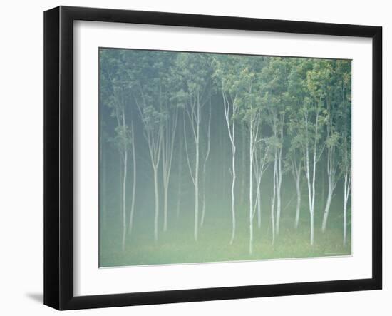 Silver Birch Trees Near Contin, Highlands Region, Scotland, UK, Europe-Neale Clarke-Framed Photographic Print