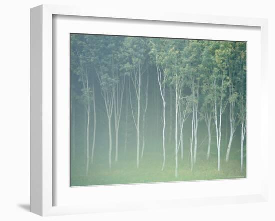 Silver Birch Trees Near Contin, Highlands Region, Scotland, UK, Europe-Neale Clarke-Framed Photographic Print