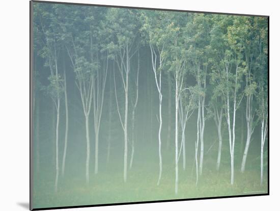 Silver Birch Trees Near Contin, Highlands Region, Scotland, UK, Europe-Neale Clarke-Mounted Photographic Print