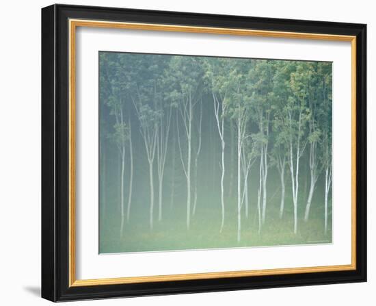 Silver Birch Trees Near Contin, Highlands Region, Scotland, UK, Europe-Neale Clarke-Framed Photographic Print