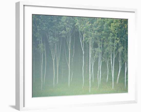 Silver Birch Trees Near Contin, Highlands Region, Scotland, UK, Europe-Neale Clarke-Framed Photographic Print