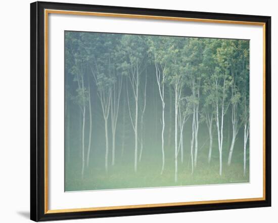 Silver Birch Trees Near Contin, Highlands Region, Scotland, UK, Europe-Neale Clarke-Framed Photographic Print