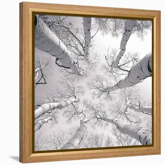 Silver Birch-Adam Brock-Framed Stretched Canvas