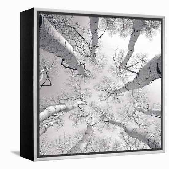 Silver Birch-Adam Brock-Framed Stretched Canvas