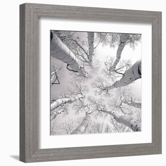 Silver Birch-Adam Brock-Framed Art Print