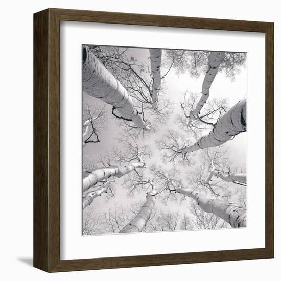 Silver Birch-Adam Brock-Framed Art Print