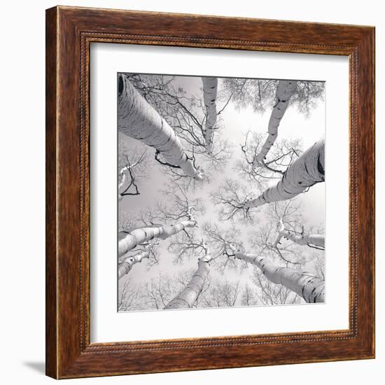 Silver Birch-Adam Brock-Framed Art Print