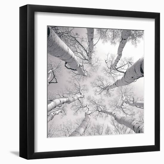 Silver Birch-Adam Brock-Framed Art Print