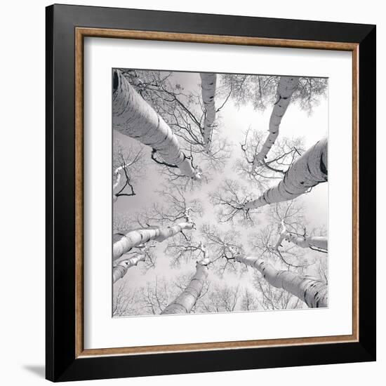 Silver Birch-Adam Brock-Framed Art Print