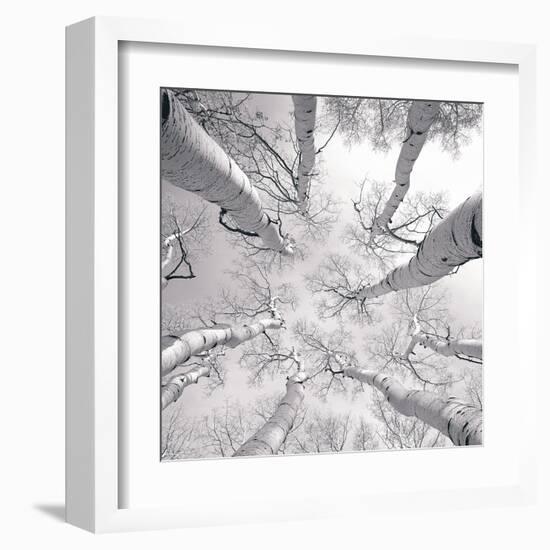 Silver Birch-Adam Brock-Framed Art Print