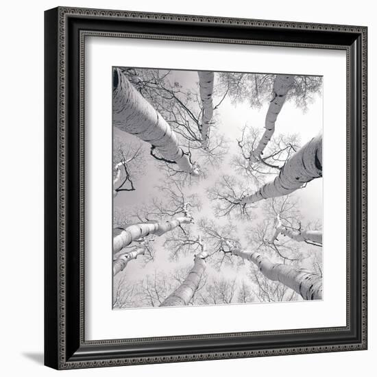 Silver Birch-Adam Brock-Framed Art Print