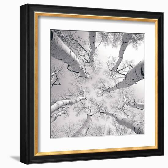 Silver Birch-Adam Brock-Framed Art Print