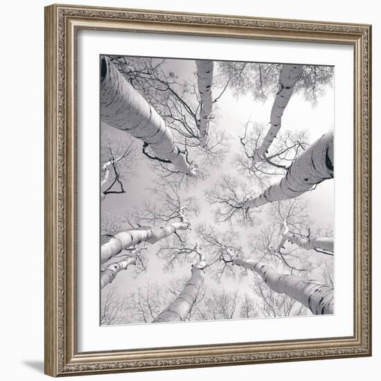 Silver Birch-Adam Brock-Framed Art Print