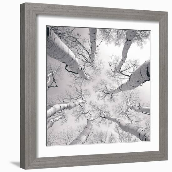 Silver Birch-Adam Brock-Framed Art Print