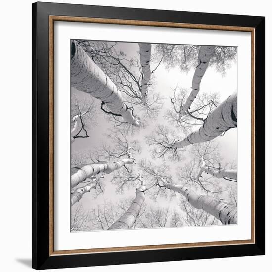 Silver Birch-Adam Brock-Framed Art Print