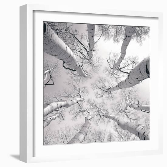 Silver Birch-Adam Brock-Framed Art Print