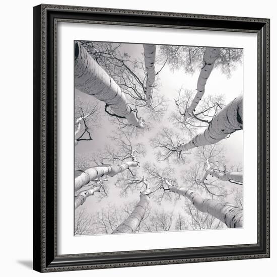 Silver Birch-Adam Brock-Framed Art Print