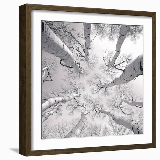 Silver Birch-Adam Brock-Framed Premium Giclee Print