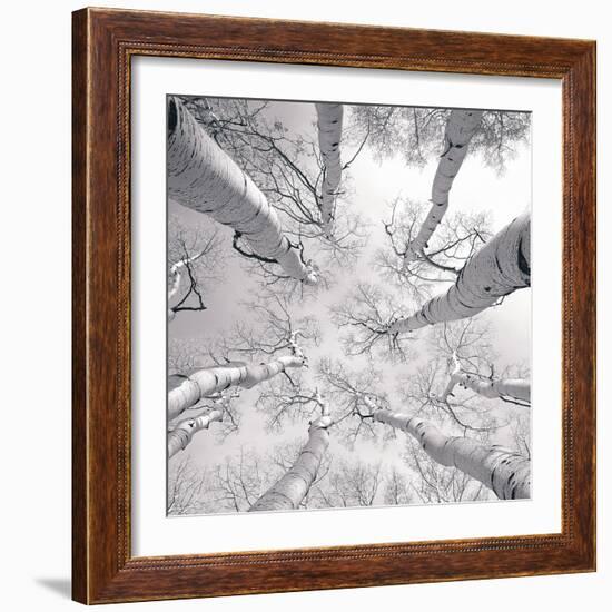 Silver Birch-Adam Brock-Framed Premium Giclee Print