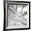 Silver Birch-Adam Brock-Framed Premium Giclee Print