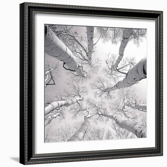 Silver Birch-Adam Brock-Framed Premium Giclee Print