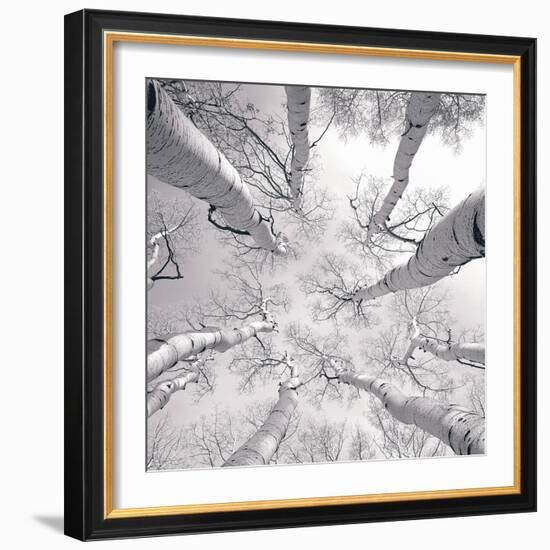 Silver Birch-Adam Brock-Framed Premium Giclee Print
