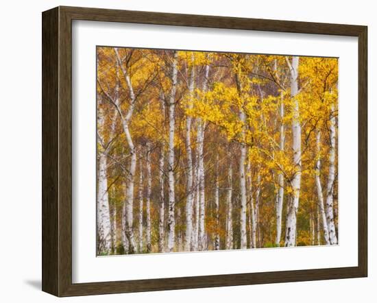 Silver Birches, Dandenong Ranges, Victoria, Australia, Pacific-Schlenker Jochen-Framed Photographic Print