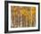 Silver Birches, Dandenong Ranges, Victoria, Australia, Pacific-Schlenker Jochen-Framed Photographic Print