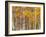 Silver Birches, Dandenong Ranges, Victoria, Australia, Pacific-Schlenker Jochen-Framed Photographic Print