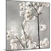 Silver Blossoms II-Kate Bennett-Mounted Art Print