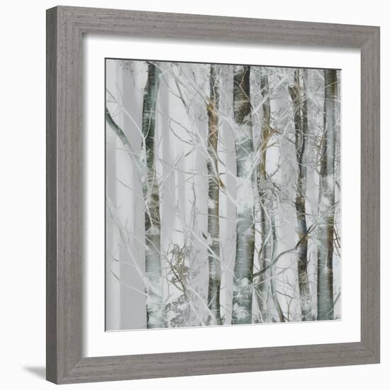 Silver branches-Nel Talen-Framed Photographic Print