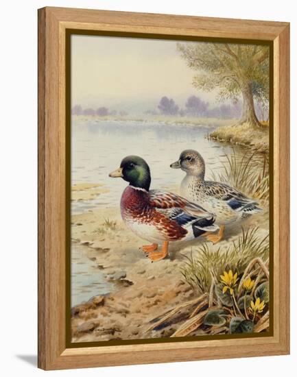 Silver Call Ducks-Carl Donner-Framed Premier Image Canvas