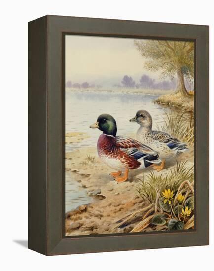 Silver Call Ducks-Carl Donner-Framed Premier Image Canvas