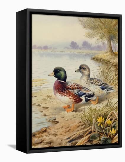 Silver Call Ducks-Carl Donner-Framed Premier Image Canvas