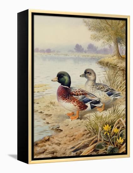 Silver Call Ducks-Carl Donner-Framed Premier Image Canvas