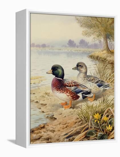 Silver Call Ducks-Carl Donner-Framed Premier Image Canvas