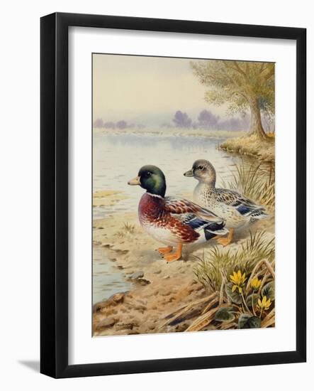 Silver Call Ducks-Carl Donner-Framed Giclee Print