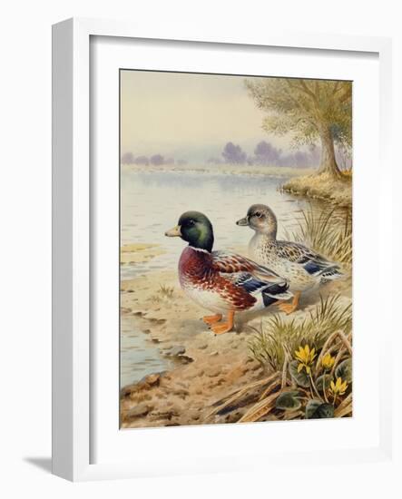 Silver Call Ducks-Carl Donner-Framed Giclee Print