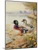 Silver Call Ducks-Carl Donner-Mounted Giclee Print