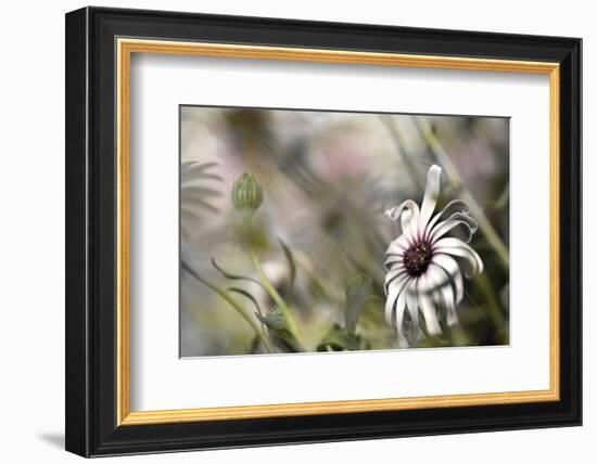 Silver Daisy I-Karin Connolly-Framed Art Print