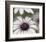 Silver Daisy II-Karin Connolly-Framed Art Print